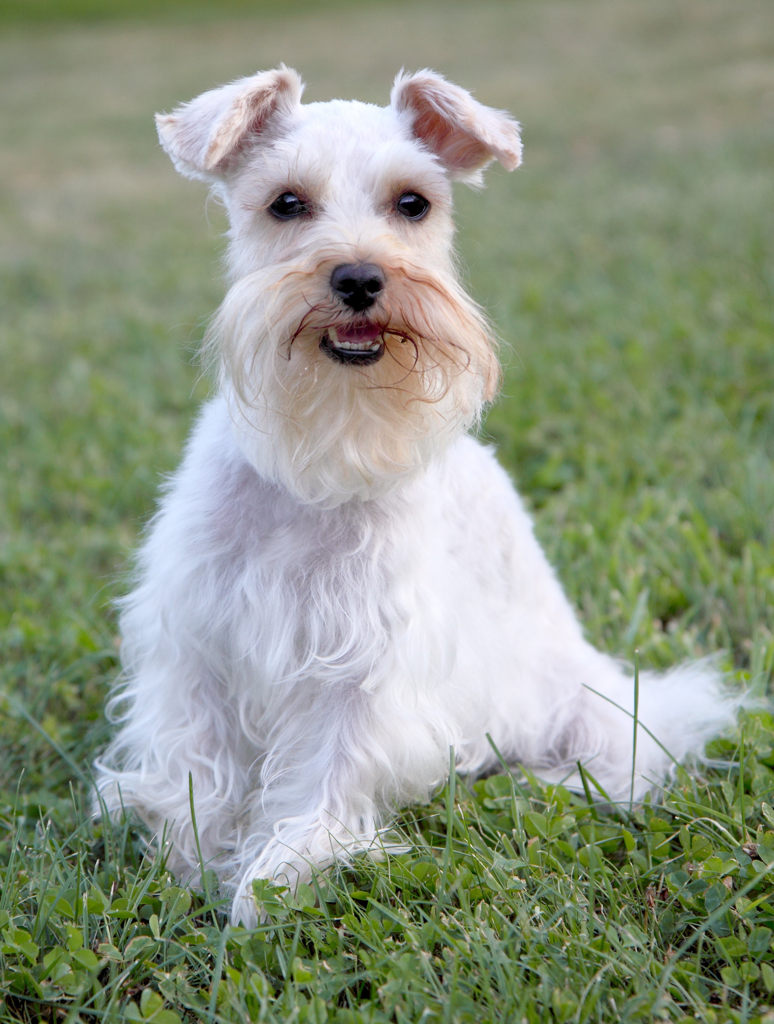 Miniature schnauzer hot sale all white